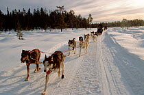 Huskies (Canis familiaris) pulling sled carrying tourists on trip near Jukkasjarvi, Sweden, 2003.