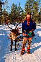 Sami man in traditional clothing leading Reindeer (Rangifer tarandus). Jukkasjarvi, Sweden, 2003.