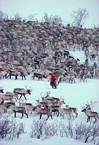 Sami woman herder with Reindeer (Rangifer tarandus) herd before spring migration. Kautokeino, Norway, 1985.