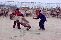 Sami herders lassoing Reindeer (Rangifer tarandus) to separate strays. Kautokeino, Norway, 1985.