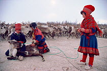 Sami herders castrating Reindeer (Rangifer tarandus) in the corral before migrating. Kautokeino. Sapmi, Norway, 1985.