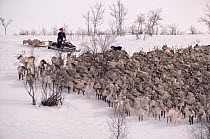 Herder using snowmobile to herd migrating Reindeer (Rangifer tarandus), North Norway, 1985.