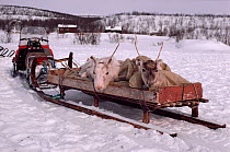 Exhausted Reindeer (Rangifer tarandus) calves riding on sled behind snowmobile, North Norway, 1985.