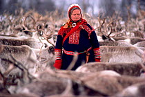 Sami woman herder among Reindeer (Rangifer tarandus) before spring migration. Kautokeino, North Norway, 1985.
