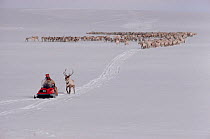 Sami herder on snowmobile leading Reindeer (Rangifer tarandus) herd during spring migration. North Norway, 1985.