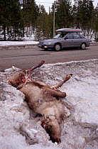 Reindeer (Rangifer tarandus) lying dead on roadside after being hit by car. Jukkasjarvi, North Sweden, 1996.