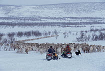 Sami herders and dog (Canis familiaris) with Reindeer (Rangifer tarandus) on way to the corral. Karasjok, Sapmi, Norway, 2000.