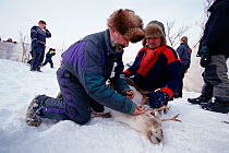 Sami man helping biologist take blood sample from Reindeer (Rangifer tarandus), Karasjok, Sapmi, Norway, 2000.