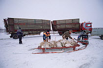 Reindeer (Rangifer tarandus) on sled alongside lorry for bulk transportation. Karasjok, Norway, 2000.