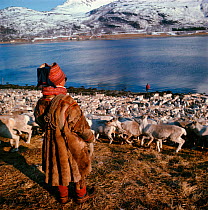 Sami herder with Reindeer (Rangifer tarandus) at end of spring migration. Norway, 1972.