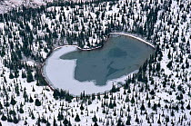 Aerial view of lake freezing in Autumn surrounded by snow covered boreal forest. Labrador, Canada, 1997.