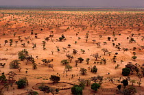 View of Sahel from Bandiagara Escarpment. Mali, West Africa, 1981.