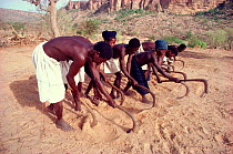 Dogon villagers breaking up soil before planting crop of millet in the village of Tireli. Mali, W.Africa, 1981.