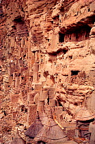 Granaries and caves on cliff face above Dogon village of Tireli. Mali, West Africa, 1981.
