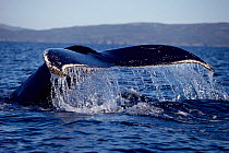 Tail fluke of Humpback whale (Megaptera novaeangliae) diving. Trinity Bay, Newfoundland.