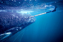 Freeing Humpback whale (Megaptera novaeangliae) trapped in a fishing net. Newfoundland, Canada.