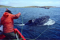 Professor Jon Lien releasing Humpback whale (Megaptera novaeangliae) trapped in fishing net off the coast of Labrador. Newfoundland, Canada.