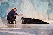 Trainer with captive Bearded seal (Erignathus barbatus) at the Polaria Aquarium. Tromso, Norway.