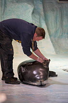 Trainer checking claws of captive Bearded seal (Erignathus barbatus) at the Polaria Aquarium. Tromso, Norway.