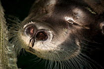 Nose of sleeping Bearded seal (Erignathus barbatus) on surface. Polaria Aquarium, Tromso, Norway.