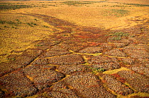 Patterned ground between Inuvik and the Anderson River. Alaska, USA, 1996.