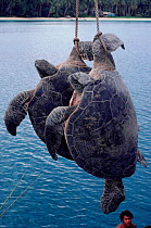 Turtles (Testudines) a favourite Micronesian food, winched aboard boat. Yap Island, Caroline Islands, Micronesia, 1984.