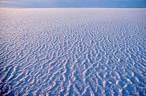 Salt crystals on newly formed sea ice in Bylot Sound. Thule, Northwest Greenland, 1980.