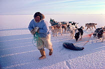 Inuit hunter in polar bear trousers dragging shot seal across sea ice followed by Dogs (Canis familiaris). Northwest Greenland, 1980.