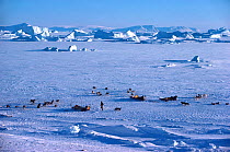 Inuit hunters with dog sleds taking break on sea ice at Cape York, Northwest Greenland, 1980.