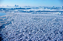 Newly formed sea ice with ice flowers in winter. Melville Bay, Northwest Greenland, 1980.