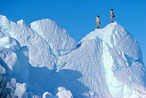 Inuit hunters scanning sea ice for game from top of iceberg. Northwest Greenland, 1980.