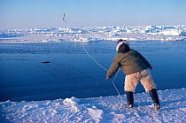 Inuit hunter retrieving dead seal from lead. Northwest Greenland, 1980.