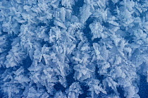 Frozen extrusions of salt formed on new sea ice as salt water freezes, known as ice flowers. Northwest Greenland, 1980.