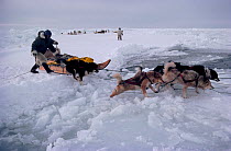 Inuit hunter and Huskies (Canis familiaris) crossing lead. Melville Bay, Northwest Greenland, 1980.