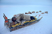 Inuit hunter resting on sled while his Huskies (Canis familiaris) wait. Northwest Greenland, 1980.