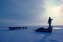 Inuit hunter standing on sled pulled by Huskies (Canis familiaris) for better view across sea ice. Northwest Greenland, 1980.