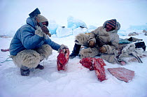 Fur clad Inuit hunters cutting frozen meat with axe. Northwest Greenland, 1980.