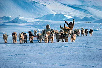 Inuk on sled pulled by Huskies (Canis familiaris) celebrating successful hunt. Northwest Greenland, 1980.