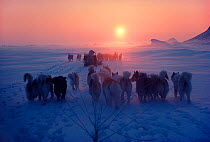 Dog sleds pulled by Huskies (Canis familiaris)crossing sea ice, Northwest Greenland, 1980