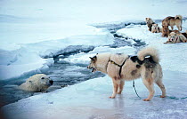 Husky (Canis familiaris) watching Polar bear (Ursus maritimus) caught in lead in the ice. Northwest Greenland.