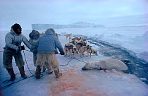 Inuit hunters in bearskin trousers hauling dead Polar bear (Ursus maritimus) out of lead. Northwest Greenland, 1980.