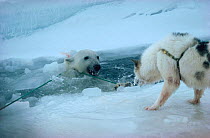 Polar bear (Ursus maritimus) caught in lead, watched by Husky (Canis familiaris). Northwest Greenland.