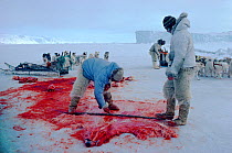Inuit hunters dividing Polar bear (Ursus Maritimus) skin between themselves. Northwest Greenland, 1980.
