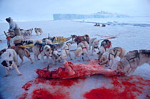 Huskies (Canis familiaris) on sea ice gathering around carcass of skinned Polar bear (Ursus maritimus). Northwest Greenland, 1980.