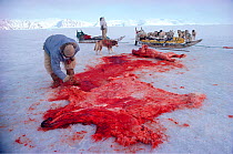 Inuit hunter laying out Polar bear (Ursus maritimus) skin on sea ice. Northwest Greenland, 1980.