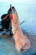 Polar bear (Ursus maritimus) skin hanging from dog sled. Northwest Greenland, 1980.