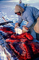 Inuit hunter loading Polar bear (Ursus maritimus) meat onto sled. Northwest Greenland, 1980.