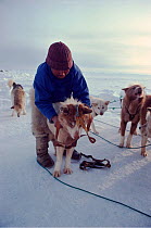Inuit hunter adjusting harness on Husky (Canis familiaris). Northwest Greenland, 1980.