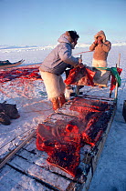 Inuit hunters butchering Bearded seal (Erignathus barbatus) and loading meat onto sled. Northwest Greenland, 1980.