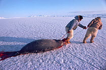 Inuit hunters hauling Bearded seal (Erignathus barbatus) caught at breathing hole. Northwest Greenland, 1980.